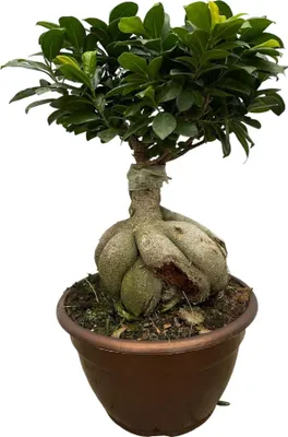 Immagine prodotto di Trendyplants - Ficus Microcarpa Ginseng - Bonsai - Pianta d'appartamento - Altezza 40-60 cm - Dimensioni vaso Ø25cm