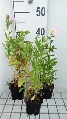 Image de 6 x Oenothera speciosa - Onagre - pot 9 x 9 cm