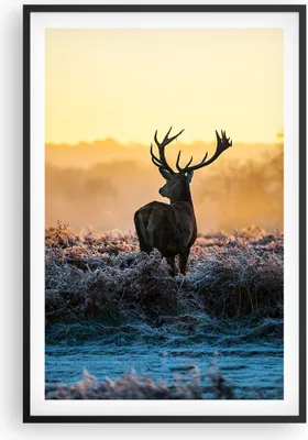 Produktbild von Gerahmtes Poster - Schwarzer Rahmen - Feld Nebel Natur Baum - 61x91,5 cm - Wand Bild - Wanddeko - Wandbilder - Kunstposter - Wandposter - Bilderrahmen - Bilder - Kunstdruck - Wandbild P2BPA61x91-2428