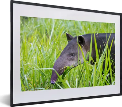 Produktbild von MuchoWow® Gerahmtes Poster Tapir aus Costa Rica 40x30 cm - Poster mit Schwarzem Bilderrahmen Wandposter Rahmen Foto Bilder - Bilderrahmen - Poster im Rahmen