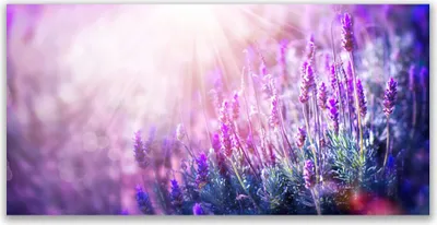 Produktbild von Acrylglasbilder 120x60 Wandbild Druck Blumen Pflanzen