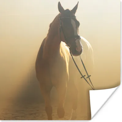 Produktbild von MuchoWow® Poster Pferd - Licht - Sand 100x100 cm - Babyzimmer