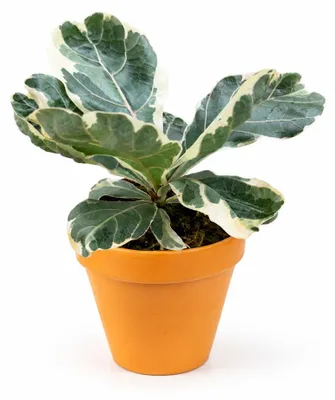 Produktbild von Gardner-Ficus lyrata 'variegata', Durchmesser 11 cm, KI-generiertes Bild