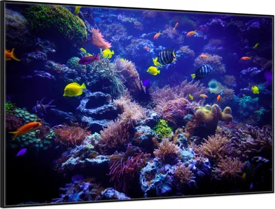 Produktbild von Wallario Wandbild Farbenwelt unter Wasser, Größe: 61 x 91,50 cm, Poster mit schwarzem Aluminiumrahmen