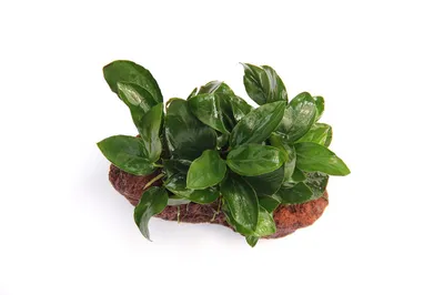 Produktbild von Wasserpflanze Anubias nana auf Stein