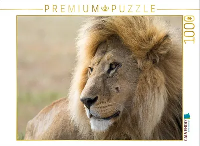 Produktbild von CALVENDO Puzzle Löwe | 1000 Teile Lege-Größe 64x48cm Foto-Puzzle für glückliche Stunden