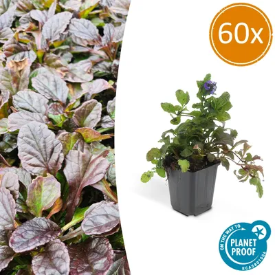 Produktbild von Bodendecker - Kriechender Günsel - Ajuga reptans - 9cm Topf - Set mit 60 Pflanzen
