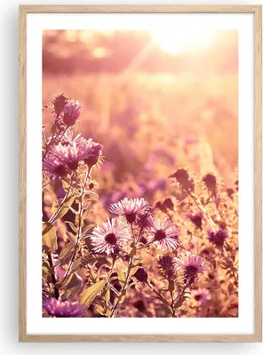 Produktbild von Gerahmtes Poster - Rahmen in heller Eiche - Wiese Blumen Sonne - 50x70 cm - Wand Bild - Wanddeko - Wandbilder - Kunstposter - Wandposter - Bilderrahmen - Bilder - Kunstdruck - P2NPA50x70-4819