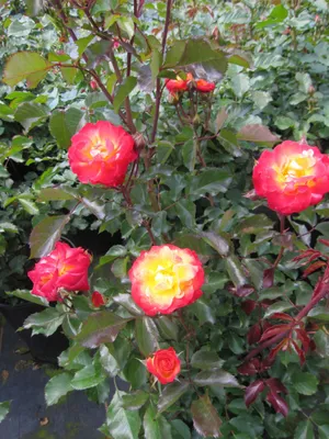 Produktbild von Beetrose Firebird ® - Rosa Firebird ® - Kordes Rose