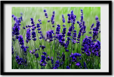 Produktbild von Bild 60x40 MDF-Rahmen, Wandkunst Lavendel