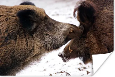 Produktbild von MuchoWow® Poster Wildschwein - Tier - Schnee 120x80 cm - Bilder