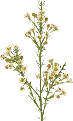 Produktbild von Kunstblume Chamelaucium uncinatum Blütenzweig 63 cm mit 36 Blüten und 18 Knospen