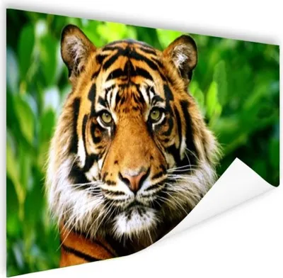 Produktbild von MuchoWow® Poster Tiger - Kopf - Wald 180x120 cm - Fotoplakat