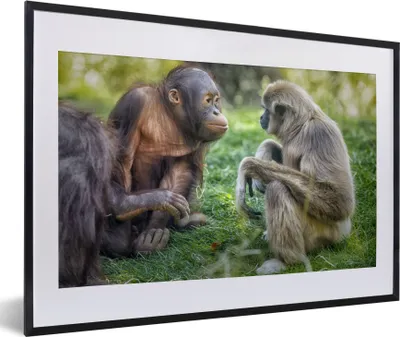 Produktbild von MuchoWow® MuchoWow® Gerahmtes Poster Affe - Gras - Tiere 60x40 cm - Poster mit zchwarzem Bilderrahmen - Schlafzimmer - Plakat in Rahmen - Drucken