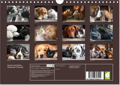 Produktbild von Hund und Katze - Tierische Freunde (Wandkalender 2026 DIN A4 quer), CALVENDO Monatskalender