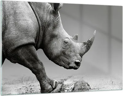 Produktbild von Bilder auf glas - Einteilig - Nashorn Monochrom Tier - 120x80cm - Glasbilder - Wandbilder - Bilder - zum Aufhängen bereit - Wanddekoration aus Glas - Glas Bilder - Wandbild auf Glas - GAA120x80-4954
