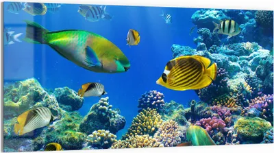 Produktbild von DEQORI Glasbild Echtglas 100x50 cm 'Unterwasserwelten' Wandbild Bild modern Deko