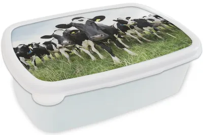 Produktbild von KitchenYeah® Lunchbox Brotzeit Brotdose 17x11 cm Kühe - Gras - Frühling - Tiere - Wiese - Bauernhof Kinder Brotzeitdose - Lunch Box - Kinder - Sandwich-Box - Schulbox - Lunch Boxen