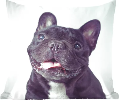 Produktbild von MuchoWow® Zierkissen Sofakissen Wohnzimmer Dekokissen 45x45 cm Französische Bulldogge - Schwarz - Stuhl - Schlafpolster - Polster für das Sofa