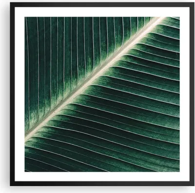 Produktbild von Gerahmtes Poster - Schwarzer Rahmen - Grün Blatt Tropisch - 60x60 cm - Wand Bild - Wanddeko - Wandbilder - Kunstposter - Wandposter - Bilderrahmen - Bilder - Kunstdruck - Wandbild - P2BAC60x60-4126