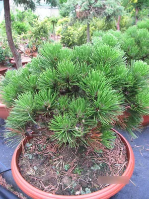 Produktbild von Pinus leucodermis Schmidtii - Schlangenhautkiefer Schmidtii - 30-40cm