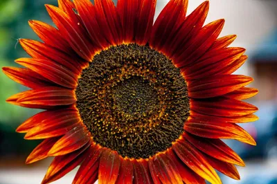 Produktbild von 20 Samen Sonnenblume „Abendsonne“ – Rot-Orange Blüten | Blickfang im Garten