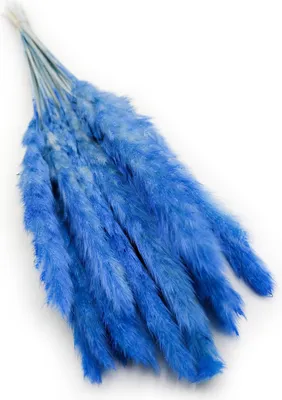 Produktbild von Mini-Pampasgras - Blau