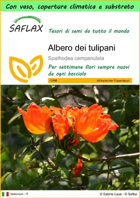 Immagine prodotto di SAFLAX Garden to go - Albero dei tulipani - 30 semi - Spathodea