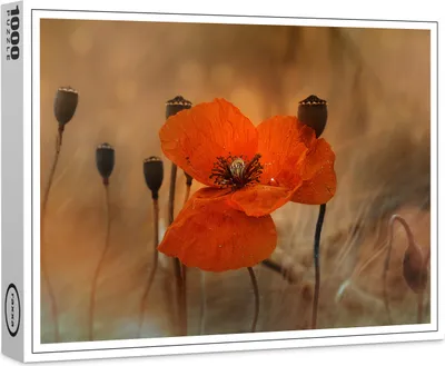 Produktbild von raxxa Premium-Puzzle "Mohnblume", 1000 Teile