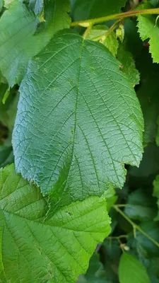Image de Corylus colurna / Noisetier de Byzance