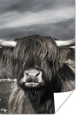 Produktbild von MuchoWow® Poster Schottischer Highlander - Tiere - Hörner 20x30 cm - Papierdruck