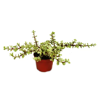 Produktbild von Zimmerpflanze - Portulacaria afra var.  - Jadebaum  - 12cm Topf