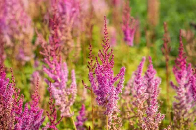 Produktbild von Astilbe chinensis var. taquetii 'Purpurlanze', purpurrot, ca. 9x9 cm Topf