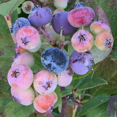 Produktbild von Heidelbeere Reka (R) - Vaccinium corymbosum