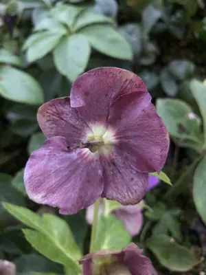 Zdjęcie produktu dla 6 x Helleborus orientalis 'Pretty Ellen Purple' - ciemiernik - doniczka 9 x 9 cm