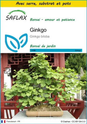 Image de SAFLAX Ensemble de culture - Ginkgo - 4 graines - Ginkgo