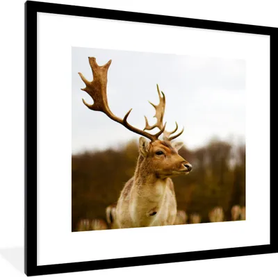 Produktbild von MuchoWow® Gerahmtes Poster Damhirsch - Wald - Herde - Tiere - Natur 40x40 cm - Poster mit Schwarzem Bilderrahmen Wandposter Rahmen Foto Bilder - Poster - Plakat im Rahmen