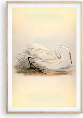 Produktbild von Gerahmtes Poster - Rahmen in heller Eiche - Vogel Weiß Reiher - 61x91,5 cm - Wand Bild - Wanddeko - Wandbilder - Kunstposter - Wandposter - Bilderrahmen - Bilder - Kunstdruck - P2NPA61x91-4979