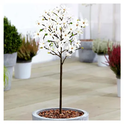 Produktbild von Magnolie 'Stellata' Baum | Topfbäume für kleine Gärten und Terrassenpflanzen | 60-90 cm