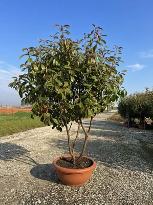 Produktbild von Sunny Tree - Photinia fraseri ‘Red Robin’ – mehrstämmiger Baum – Glanzmispel 180 cm