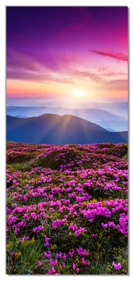 Produktbild von Wallario selbstklebende Türtapete 93 x 205 cm - Blumenbedeckte Wiese bei Sonnenuntergang - Abwischbar, rückstandsfrei zu entfernen