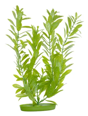 Produktbild von Hagen MA Aquascaper Hygrophila 30 cm; PP1213