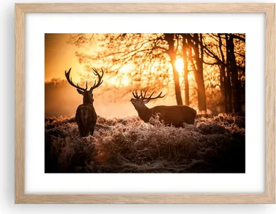 Produktbild von Gerahmtes Poster - Rahmen in heller Eiche - Deer Heidekraut Tier - 40x30 cm - Wand Bild - Wanddeko - Wandbilder - Wandposter - Bilderrahmen - Bilder - Kunstdruck - Wandbild - P2NAA40x30-3043