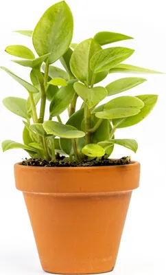 Obrázek produktu pro Gardners Peperomia Pixie (mix), průměr 8,5 cm