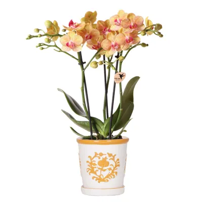 Obrázek produktu pro Kolibri Orchids – oranžová orchidej Jamaica + Malaga, dekorativní květináč v oranžové barvě – velikost květináče 9 cm