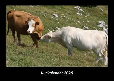 Produktbild von Kuhkalender 2025 Fotokalender DIN A3