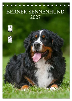 Produktbild von Berner Sennenhund 2027 (Tischkalender 2027 DIN A5 hoch), CALVENDO Monatskalender