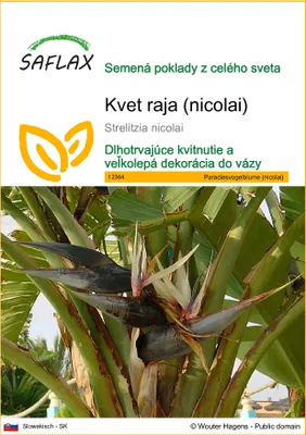 Obrázok produktu pre SAFLAX - kvet raja (nicolai) - Strelitzia nicolai - 5 Semená