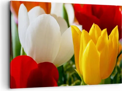 Produktbild von Bild auf Leinwand - Leinwandbild - Tulpen Vase Blumenstrauß - 120x80cm - Wand Bild - Wanddeko - Leinwanddruck - Bilder - Kunstdruck - Wanddekoration - Leinwand bilder - Wandkunst - AA120x80-1366