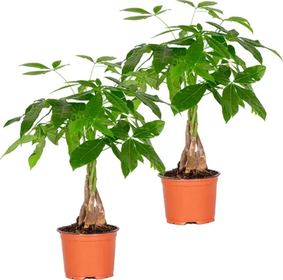 Produktbild von Bloomique - 2er Set - Pachira Aquatica - Glückskastanie - Zimmerpflanzen - Luftreinigend - Pflegeleicht - Höhe 25-35 cm - Topf 12 cm
